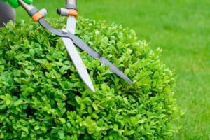 Hedge Trimming